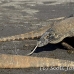 dragon_komodo_hsb_rinca_h_0322_kom1678.jpg